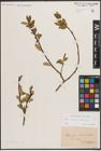 Foto von Salix caprea L. x Salix silesiaca Willd.
